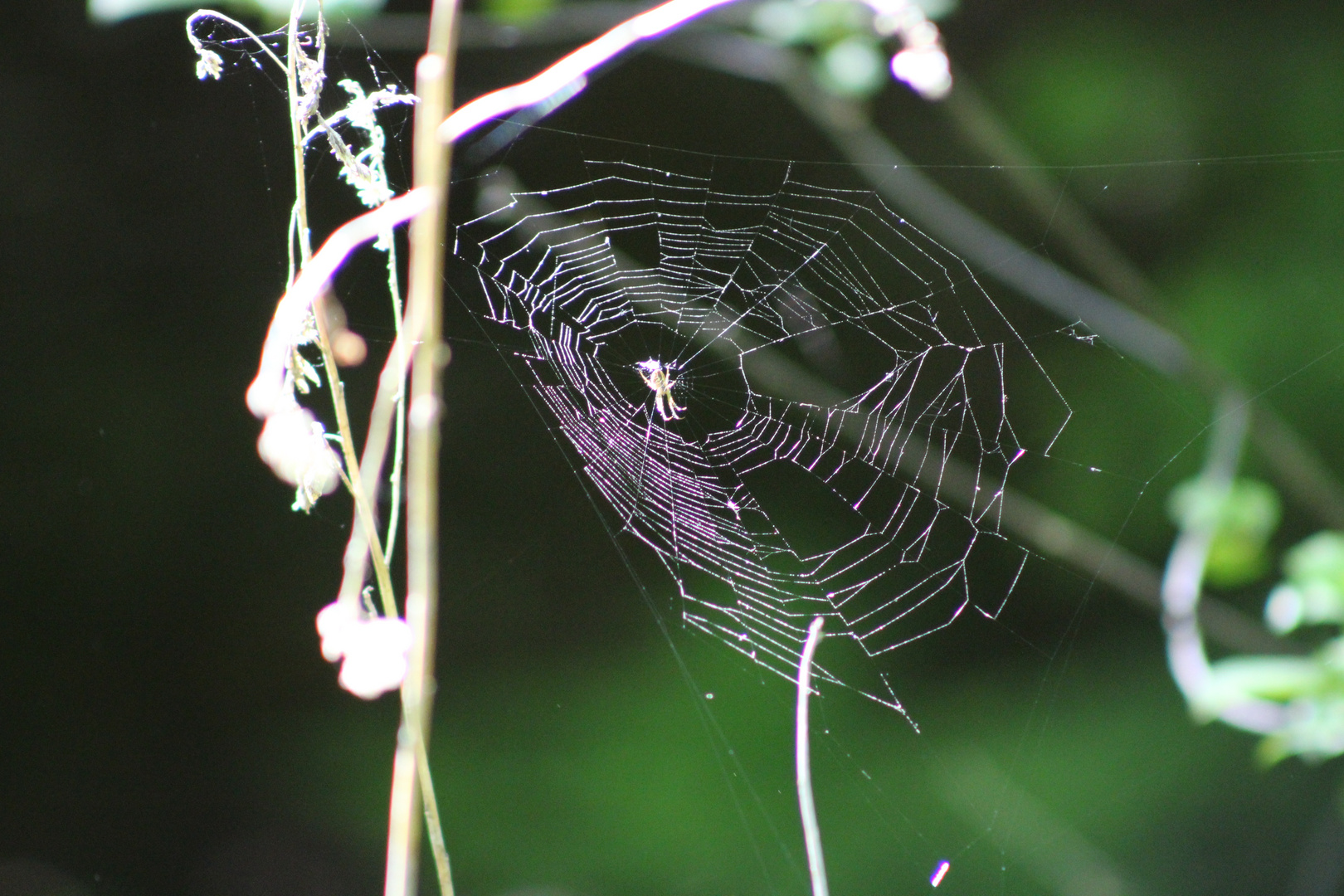 Spinne im Sonnenschein