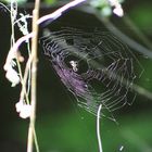 Spinne im Sonnenschein