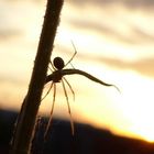 Spinne im Sonnenuntergang