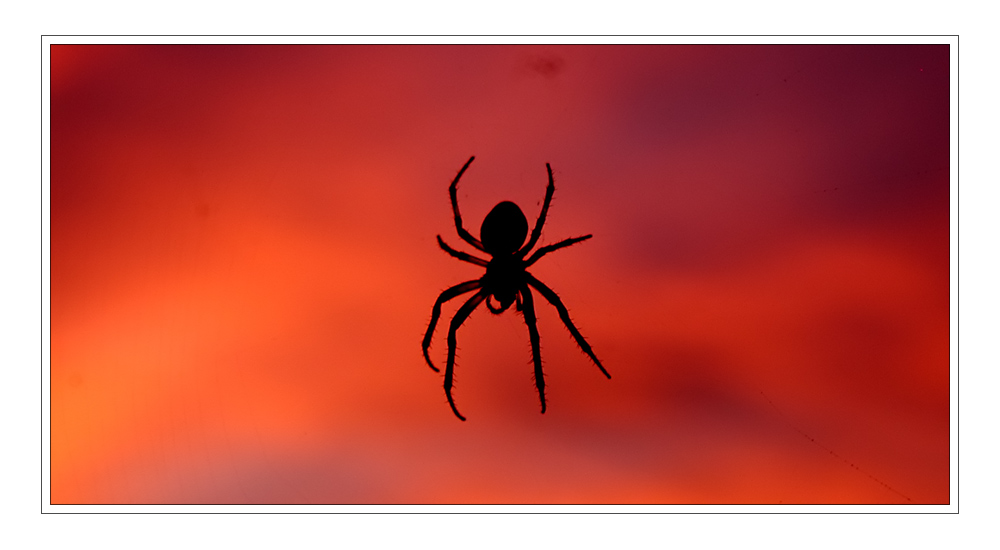 Spinne im Sonnenuntergang