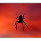 Spinne im Sonnenuntergang