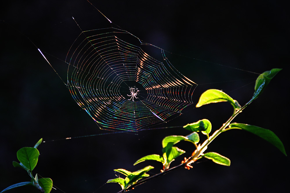 Spinne im Spinnennetz am Abend