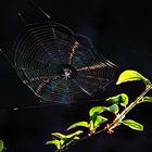 Spinne im Spinnennetz am Abend