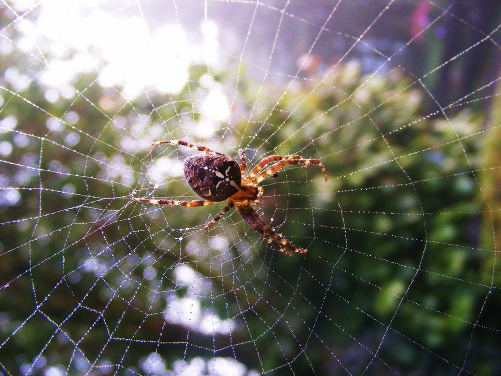 Spinne im Spinnennetz bei Nebel