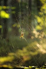 Spinne im Streiflicht