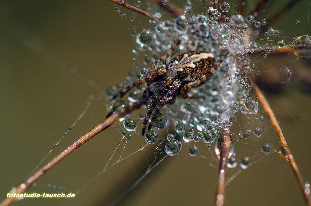 Spinne im Taubett