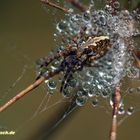 Spinne im Taubett