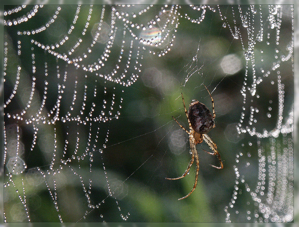 Spinne im Taunetz