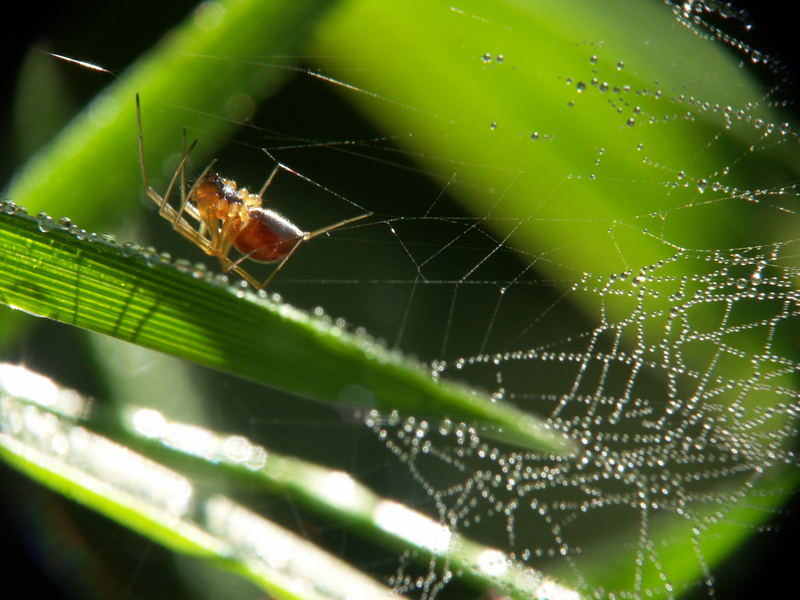 Spinne im Tautropfennetz