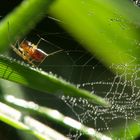 Spinne im Tautropfennetz