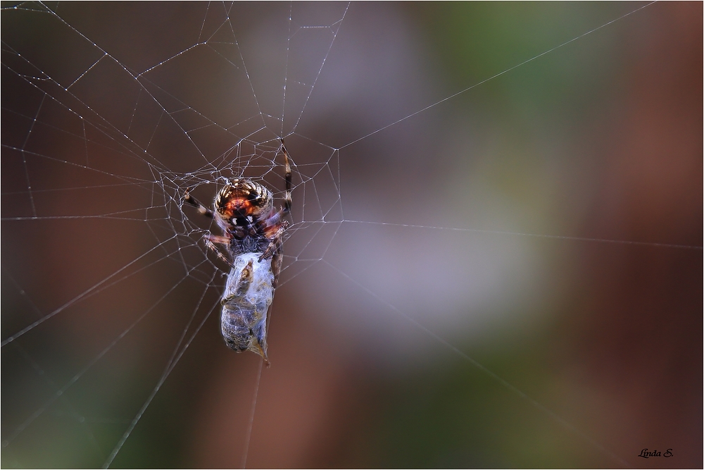 spinne im tigerpelz