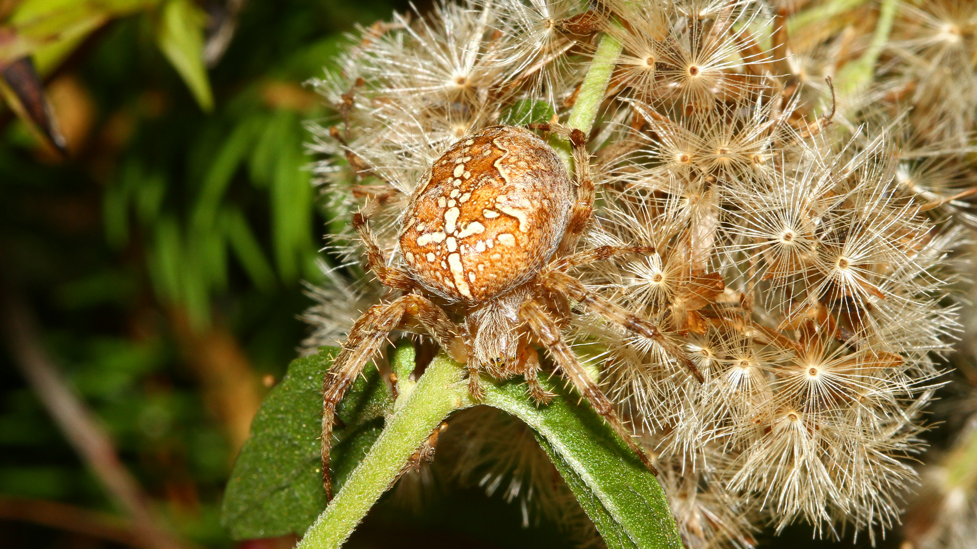 Spinne im tollen Tarnkleid