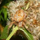 Spinne im tollen Tarnkleid