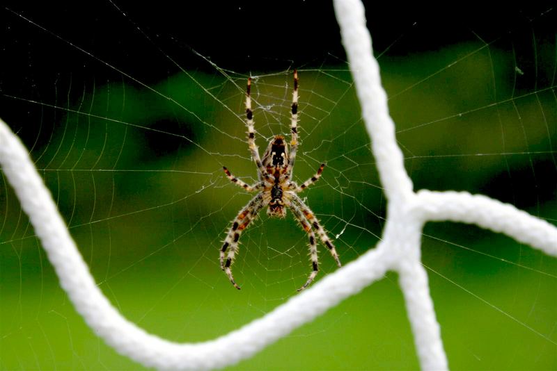 ***SPINNE IM TOR***