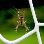 ***SPINNE IM TOR***