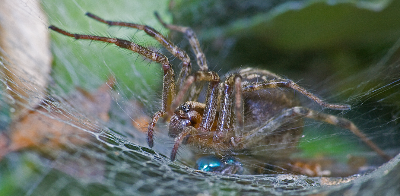 Spinne im Trichter