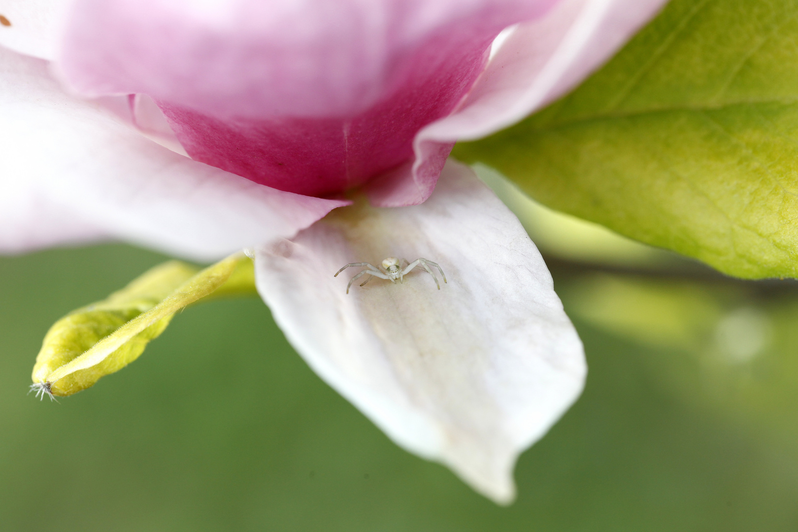 Spinne im Tulpenbaum