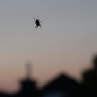 Spinne im Twilight