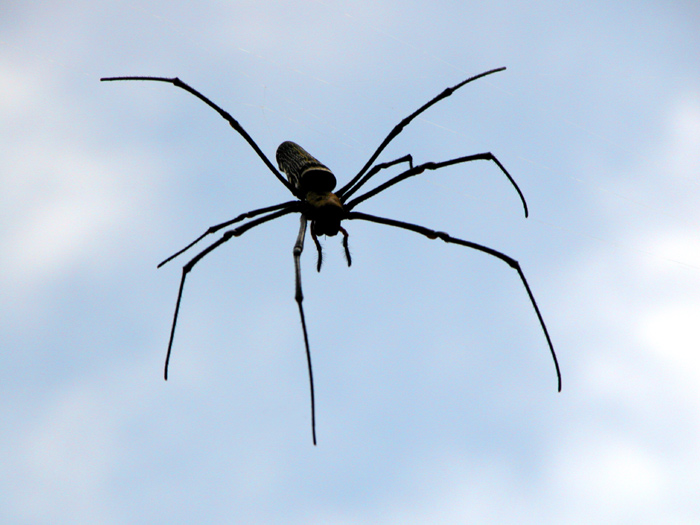 Spinne im unsichtbaren Netz