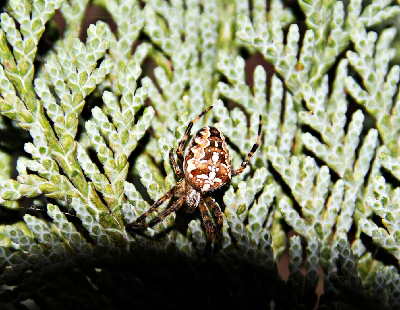 Spinne im Versteck aufgespürt