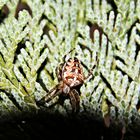 Spinne im Versteck aufgespürt