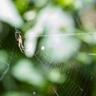 Spinne im Wald