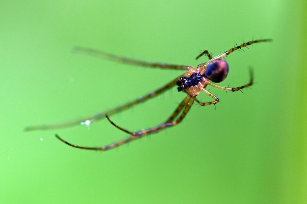 Spinne im Wald