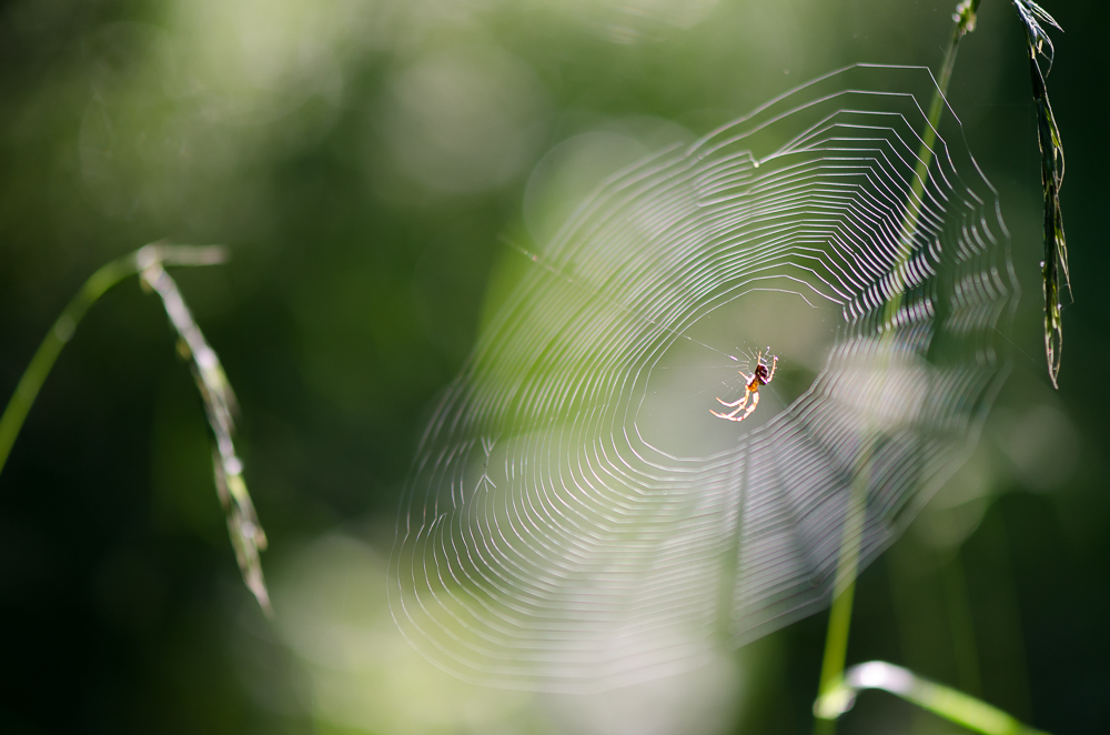 Spinne im Wald, Hochsommer