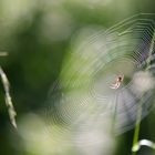 Spinne im Wald, Hochsommer