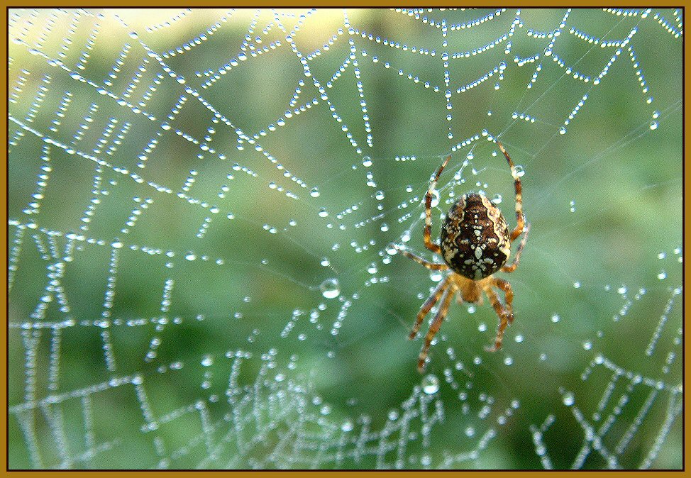 Spinne im Wassernetz