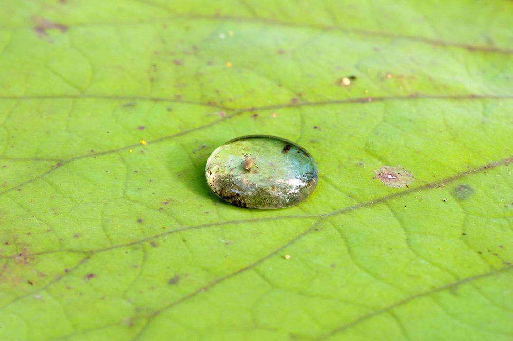 Spinne im Wassertropfen