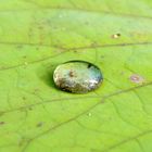 Spinne im Wassertropfen