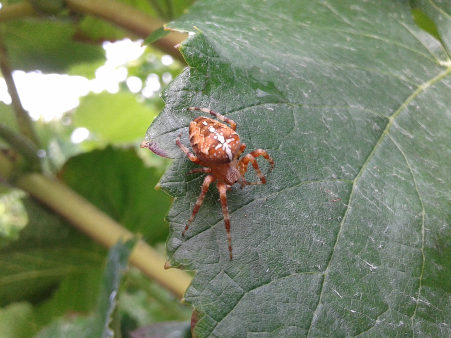 Spinne im Weinberg