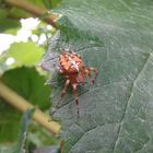 Spinne im Weinberg