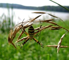 Spinne im Wespenkostüm