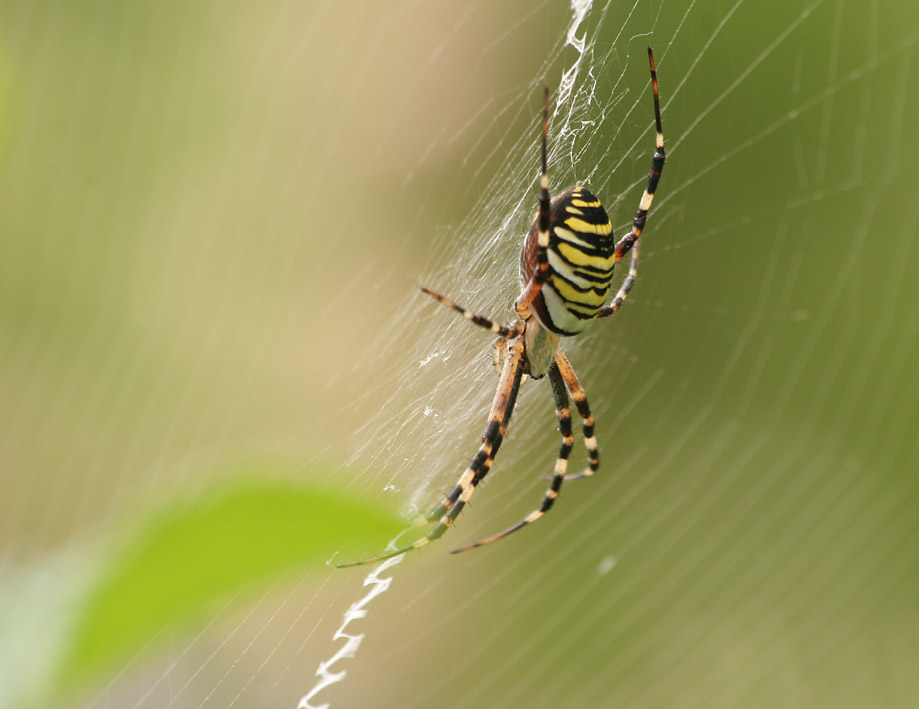 Spinne im Wespenkostüm