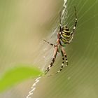 Spinne im Wespenkostüm