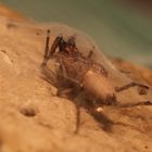 Spinne im Winterschlaf