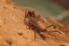 Spinne im Winterschlaf