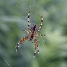 Spinne im World Wide Web