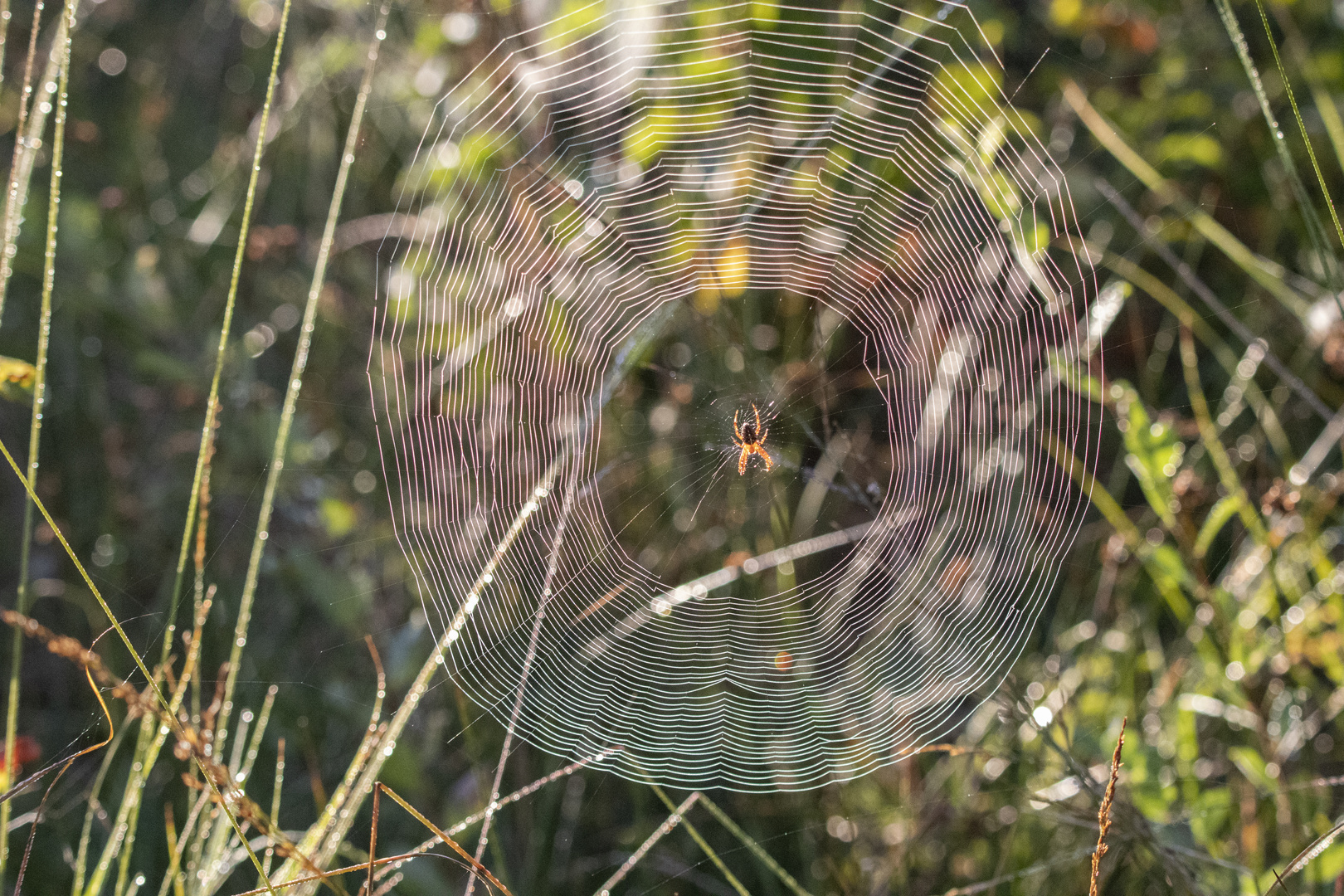 Spinne im Zentrum