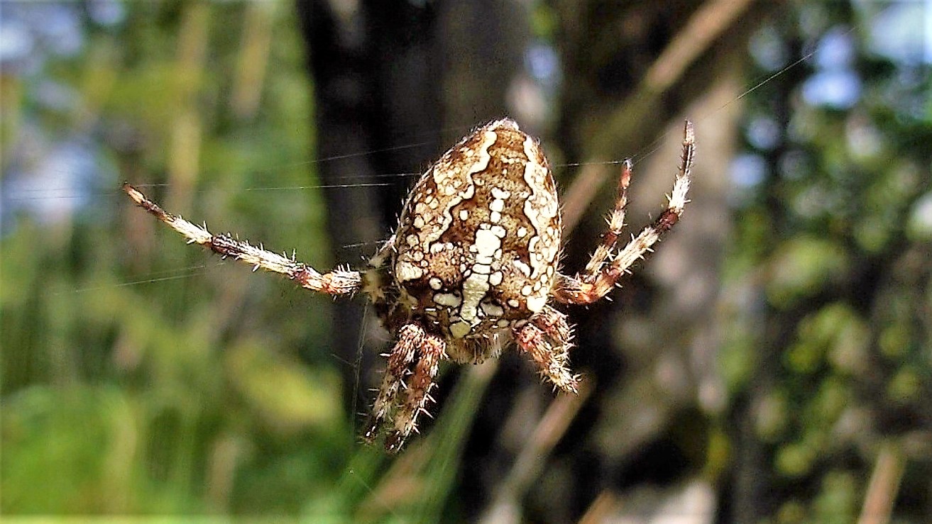 Spinne im Zoom