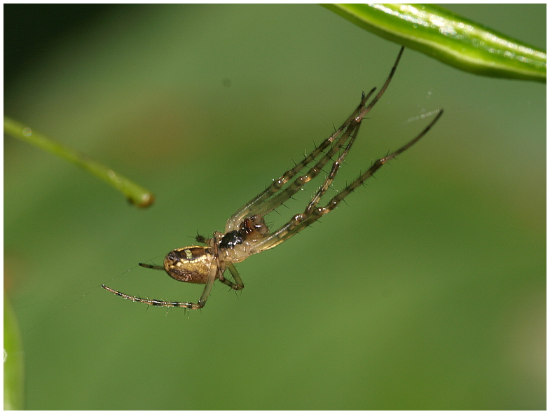 Spinne in Aktion, noch mal neu