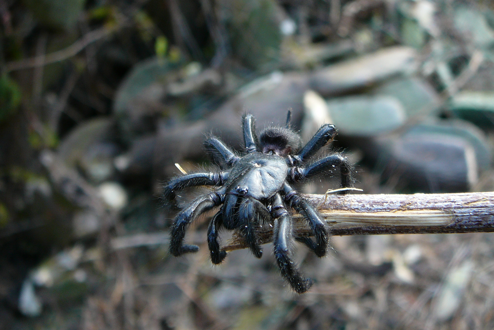 Spinne in Andalusien