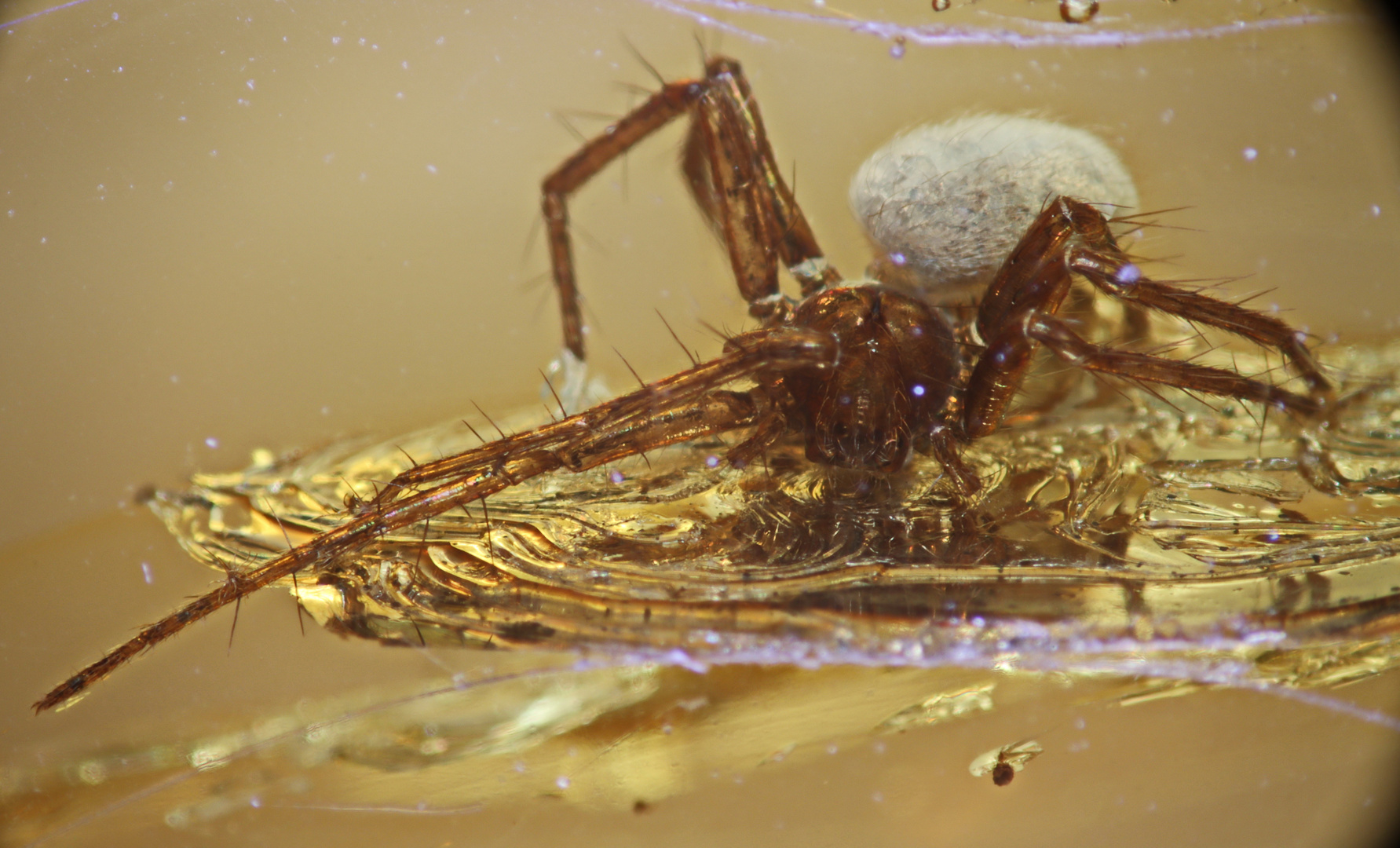 Spinne in Bitterfelder Bernstein circa 4mm x2 mm