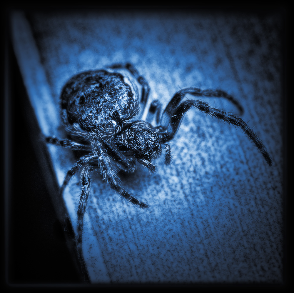 Spinne in Blau