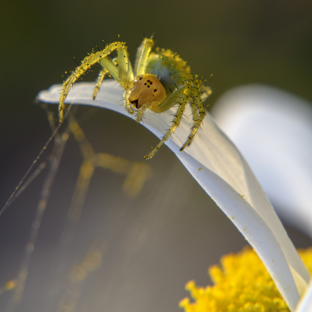 Spinne in Blüte