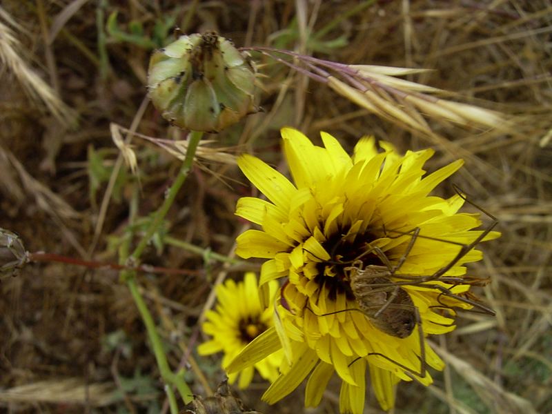 Spinne in blume