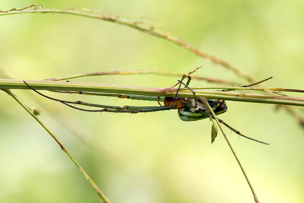 Spinne in Borneo