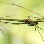 Spinne in Borneo